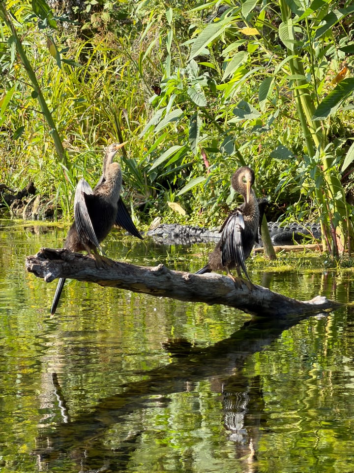 Two buff-necked anhingas perch on a pale log over green, reflective water, wings half open, with an alligator partly submerged behind them against lush green plants.