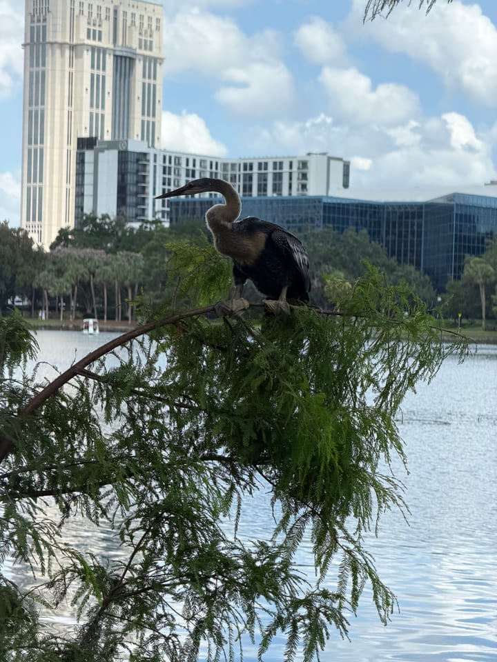 A dark anhinga with a tan neck and chest perches on a feathery green cypress branch above a lake, with tall city buildings and a blue sky behind.