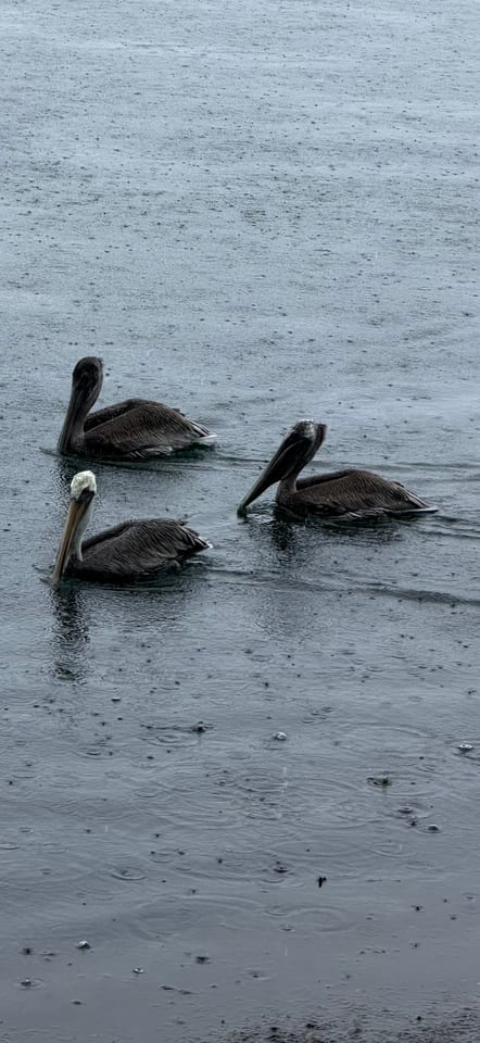 Three brown pelicans float on grey, rain-dimpled water, one with a pale yellowish head and two all brown.
