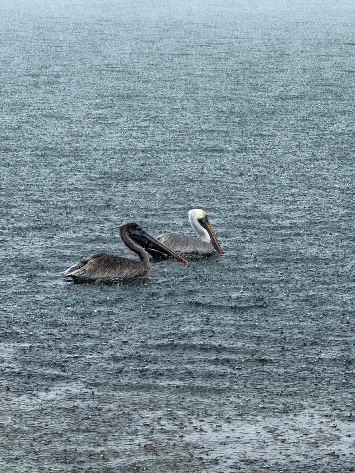 Two brown pelicans float close together on rain-speckled grey water, one with a white neck and pale yellow head, the other all brown.