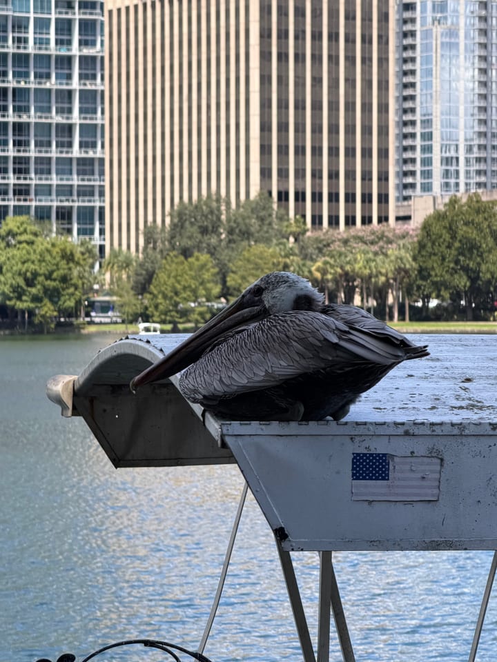 A grey-brown pelican with its long bill resting on its chest sits on a white metal roof above a lake, with tall office buildings behind.