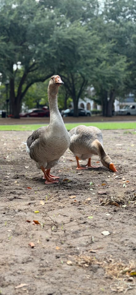 Two grey-brown geese with orange bills and feet stand on bare dirt under oak trees, one looking at the camera and the other pecking at the ground.