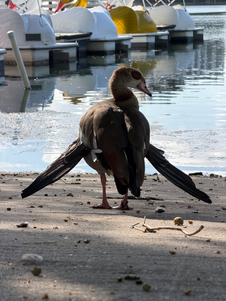 A brown goose with a dark eye patch stands on a concrete path with both dark wings stretched down beside it, white and yellow swan pedal boats on the water behind.