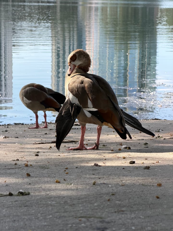 An Egyptian goose with a chestnut eye patch and pink legs stands on a pale concrete path, one dark wing lowered, with a second goose preening behind it and tall buildings reflected in the water.