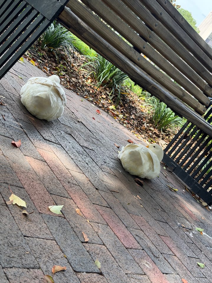 Two plump white ducks rest on brick pavers in the shade of a wooden park bench, one showing a small orange bill, with plants behind.