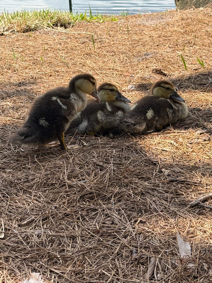 Three dark brown ducklings with yellow faces rest side by side on a bed of brown pine needles, with grass and water behind.