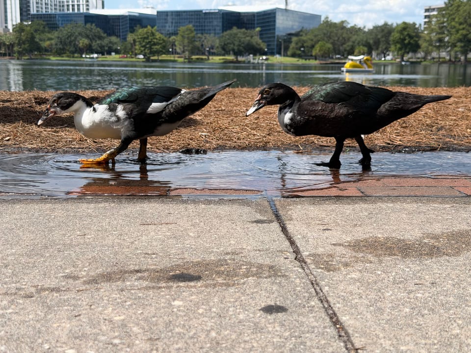 Two black muscovy ducks with green-glossed backs, one with a white chest, walk through a shallow puddle on a sidewalk beside a lake, office buildings and a swan boat behind.