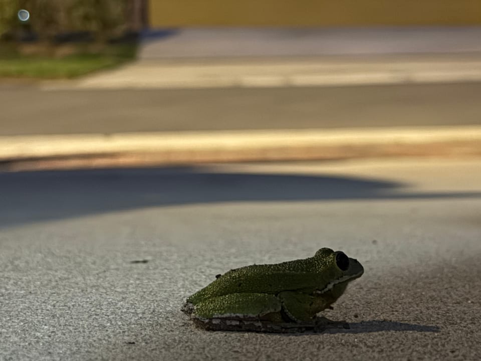 A green, bumpy-skinned frog with large dark eyes sits on grey pavement at night, with a blurred street and curb behind it.